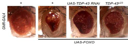 TDP-43 유전자 발현 감소에 의한 FOXO 의존적 세포사멸 억제 효과