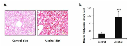 Effect of chronic alcohol treatment on hepatic lipid accumulation.