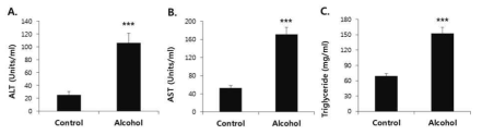 Effect of chronic alcohol treatment on serum activities of ALT (A) and AST (B), and serum levels of triglyceride (C).