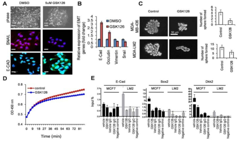 EZH2 induce epithelial to mesenchymal transition and regulate cancer stem cell maintenance.