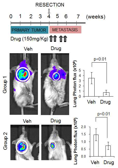 형광 유전자를 유도시켜 만든 암 전이 실험용 세포주 MDA-MB-436 전이성 유방암 세포주를 이용한 in vivo 전이 실험
