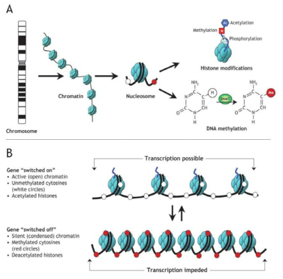 후생 생물학적 변이 (epigenetic modification)의 도식도.