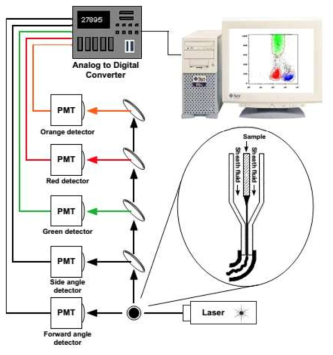 Flow cytometry 시스템 다이어그램