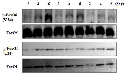 수지상세포의 성숙 및 분화과정에서 FoxO6의 발현 변화