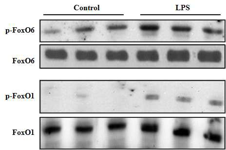 외부자극인자(LPS)에 대한 FoxO6의 발현양상 확인