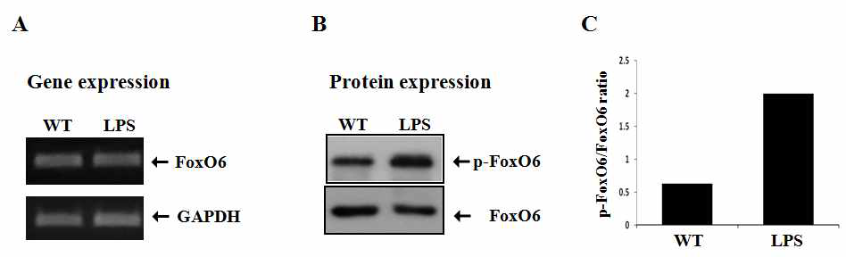 동물모델의 수지상세포에서 FoxO6의 발현양상 확인