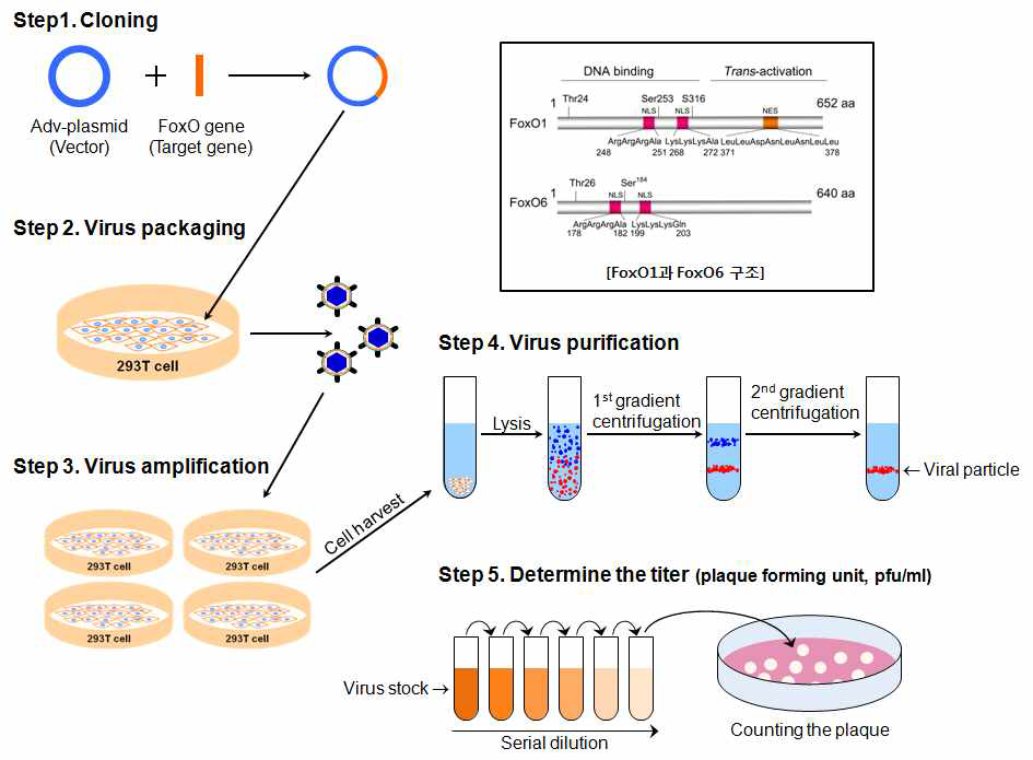 FoxO6 바이러스 제작 및 유전자결핍과 과발현 수지상세포 확립
