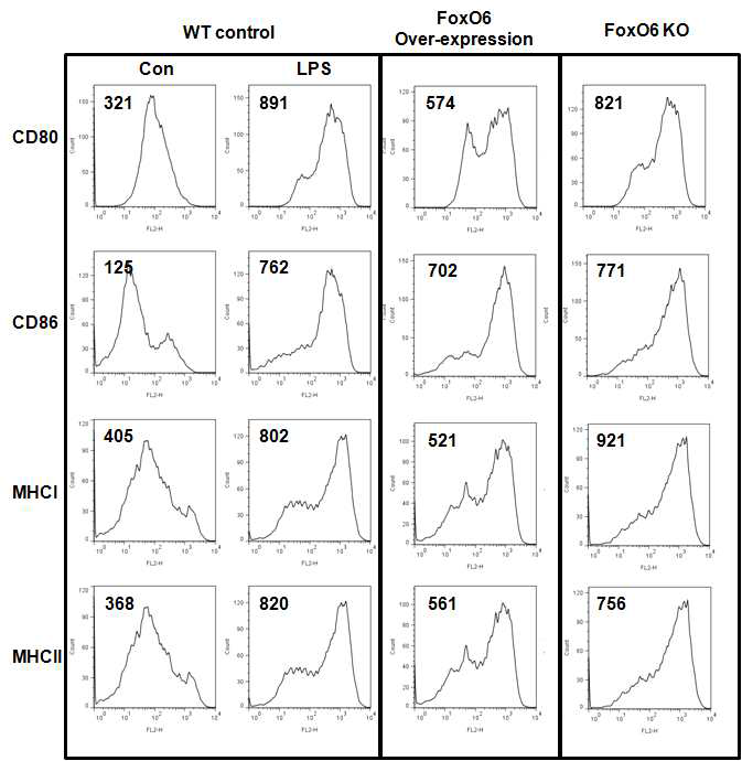 FoxO6 유전자결핍과 과발현 수지상세포의 세포표면 분자 측정