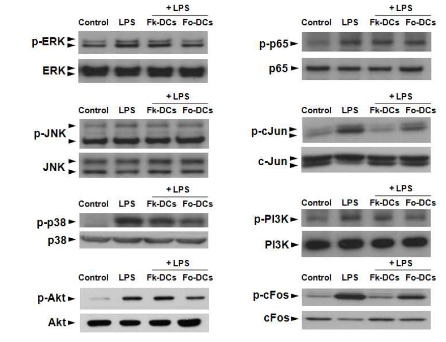FoxO6 유전자 조절에 의한 신호단백질 변화