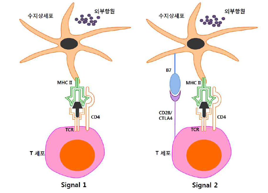 수지상세포에 의한 T 세포 활성화