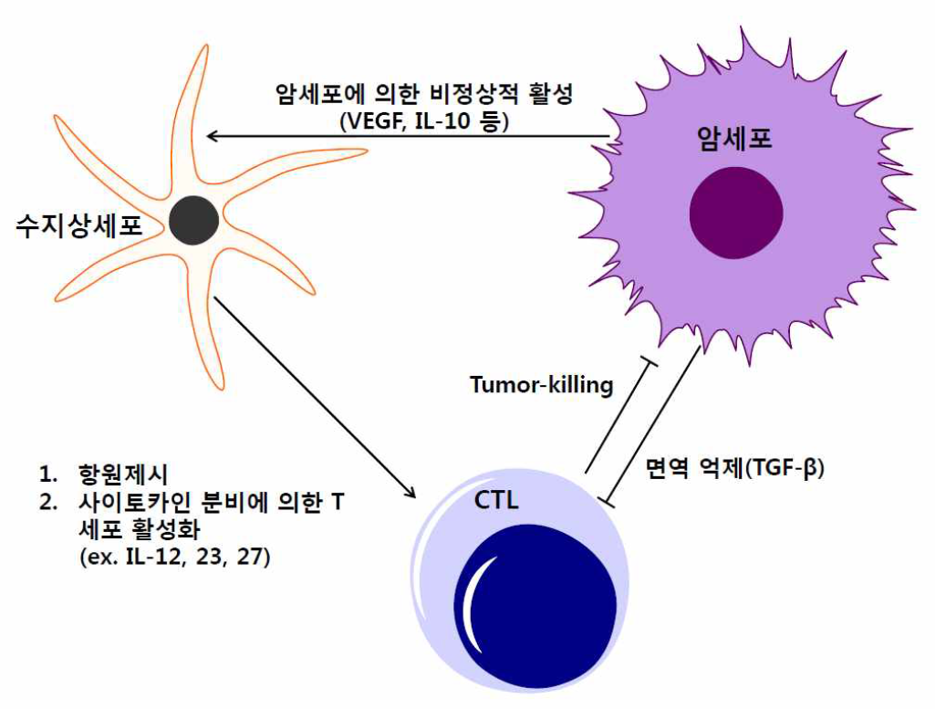 암세포에 의한 수지상세포 분화 억제기전