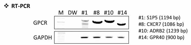 4종의 stable cell line에서의 RT-PCR 결과