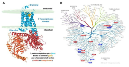 (A) GPCR (파란색)과 G 단백질의 구조, (B) 다양한 GPCR의 종류