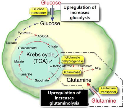 Glucose와 Glutamine 대사 경로 모식도