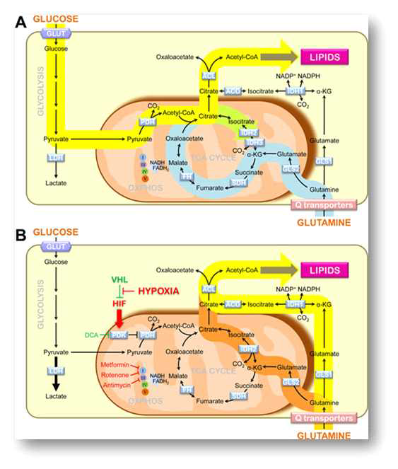 Glutamine 대사를 통한 저산소 상태에서의 지방합성.