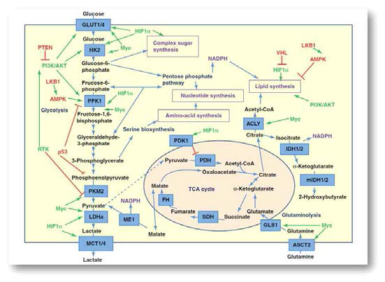 Cancer metabolism (Glycolysis, Glutaminolysis)