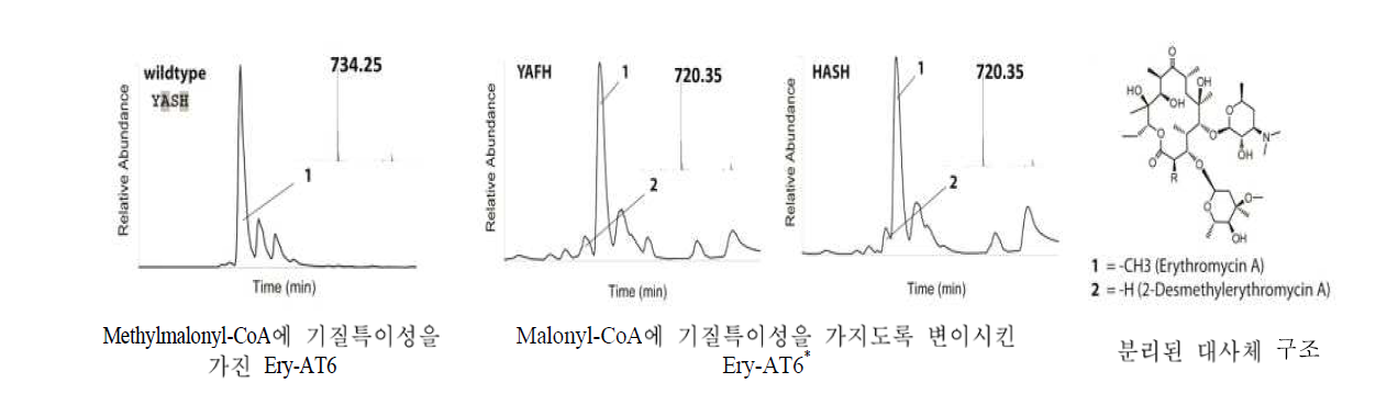 Methylmalonyl-CoA에 기질특이성을 지닌 erythromycin PKS 유전자 중 AT6 domain의 활성부위 아미노 산을 malonyl-CoA에 기질특이성을 가지도록 변이시켜 생산한 erythromycin 유도체