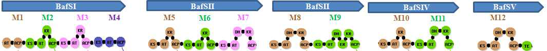 Streptomyces griseus DSM2608의 bafilomycin 생합성 유전자군 중의 Polyketide synthase 유전자