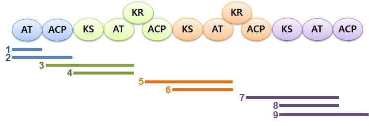 Bafilomycin 생합성 PKS 중 BafSI의 domain 구조와 construct design