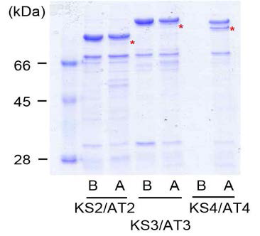 KS/AT domain들의 thrombin cleavage