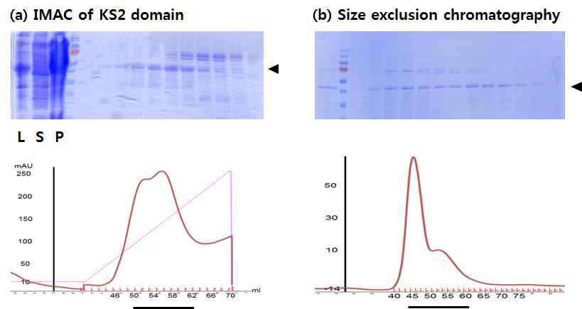 KS2 domain의 정제