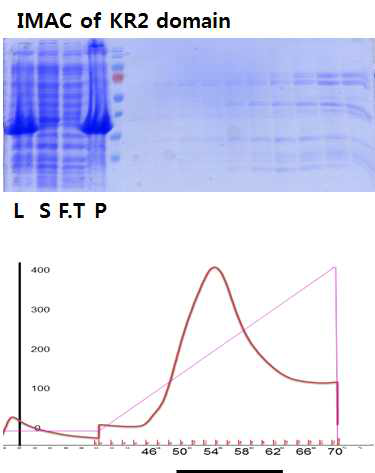 KR2 domain의 정제