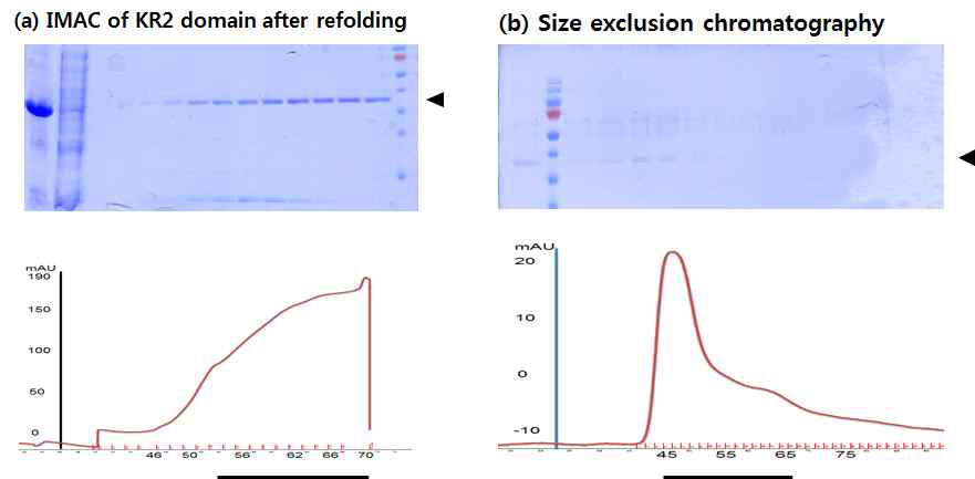 KR2 domain의 refolding과 정제