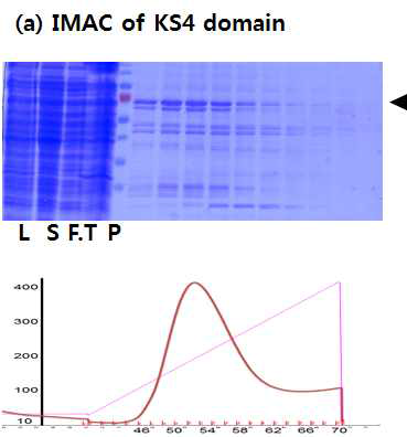 KS4 domain의 정제