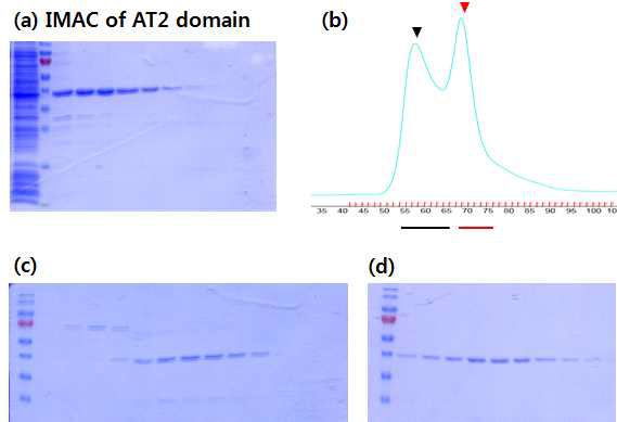 AT2 domain의 정제 (a) IMAC (b) UV profile of SEC (c, d) SDS-PAGE of SEC 검정 삼각형의 fraction(c)과 적 색 삼각형의 fraction(d)