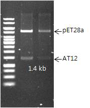 pET-AT12의 확인