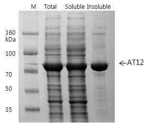 AT12 domain의 발현 양태