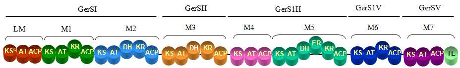 Streptomyces sp. KCTC 0041BP의 dihydrochalcomycin 생합성 유전자 중 PKS 유전자와 domain 배열 순서