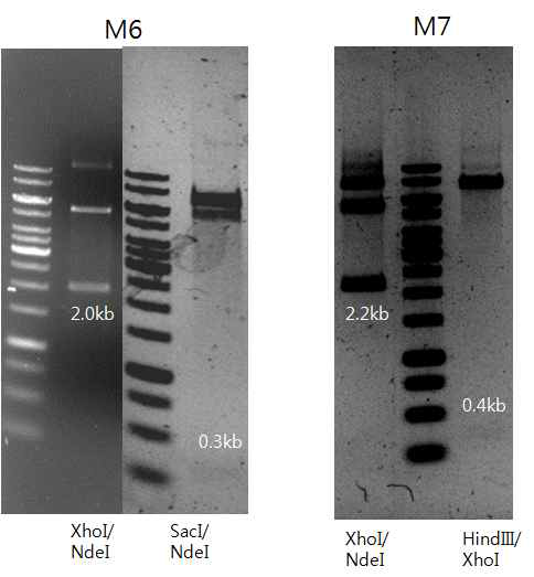 Homologous recombination을 위해 gerSIV 또는 gerSV 유전자의 upstream을 증폭하여 cloning 한 SuperCos-tet-M6(또 는 M7)up 및 downstream을 증폭하여 cloning한 SuperCos-tet-M6(또는 M7)dw plasmid의 확인