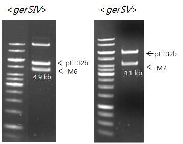 유전자 증폭하여 cloning한 gerSIV 유전자와 gerSV 유전자의 확인.
