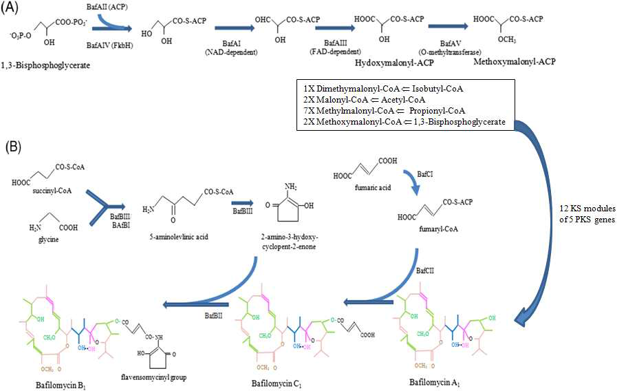 S. griseus DSM2608 균주의 bafilomycin 생합성 유전자군에 존재하는 post-PKS tailoring 효소에 의한 bafilomycin 수식 단계