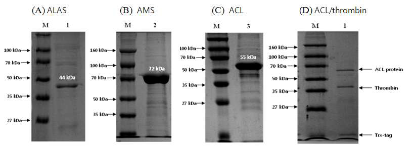대장균에서 발현된 ALAS, AMS 및 ACL 단백질의 최종 정제 결과