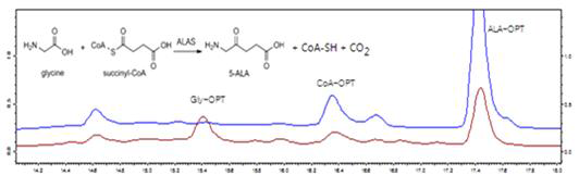 ALAS 반응액을 HPLC로 분석한 결과