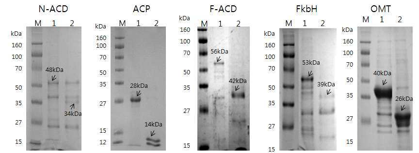 대장균에서 발현된 N-ACD, ACP, F-ACD, FkbH 및 OMT 단백질의 최종 정제 결과