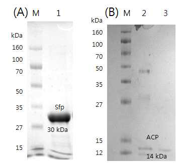 ACP 단백질의 phosphopantetheinylation