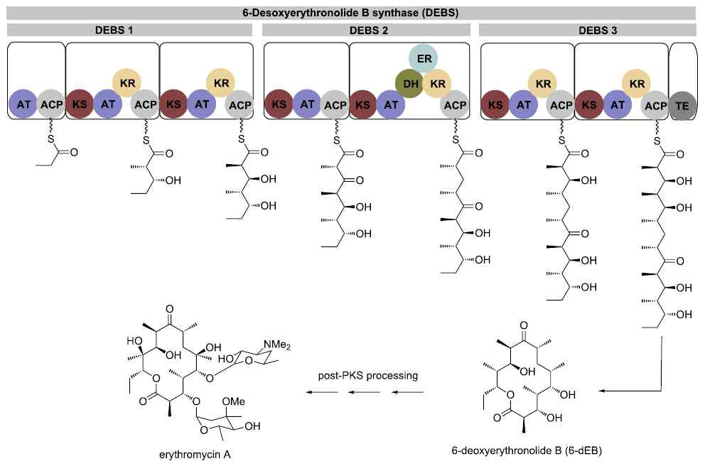 Polyketide 대사체인 erythromycin의 macrolide 환을 생합성하는 PKS 유전자 및 이를 구성하고 있는 module들