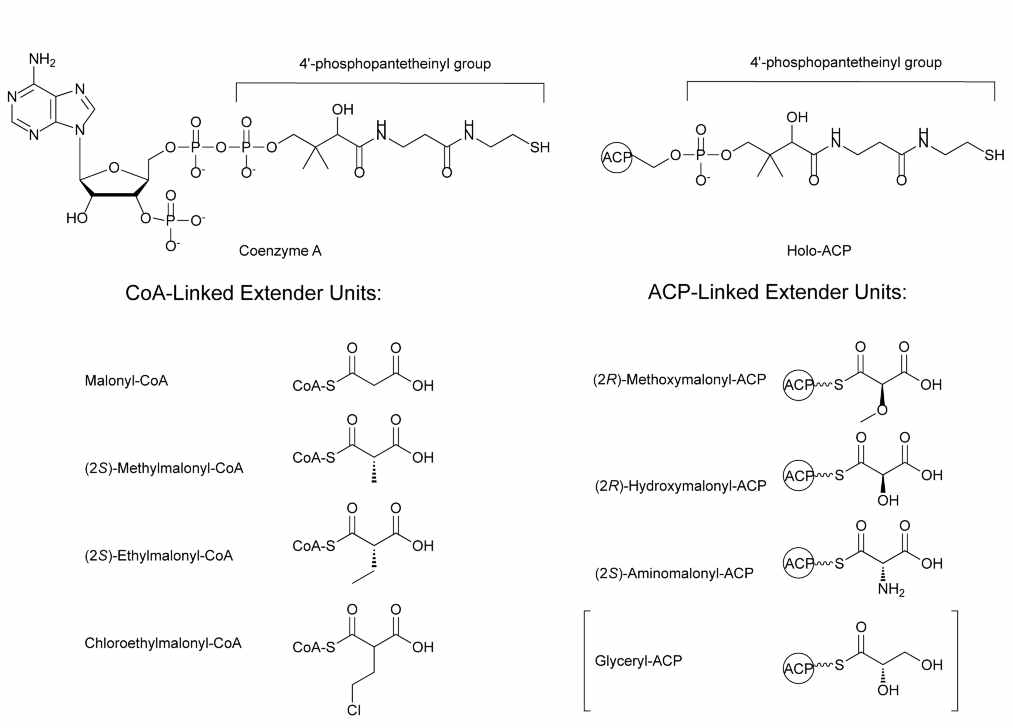 PKS 효소 중 AT domain에 결합하여 polyketide 대사체의 길이 신장에 이용되는 기질들