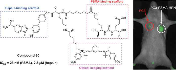 PSMA-hepsin에 SulfoCy7을 도입한 최종화합물의 구조와 동물 실험 영상