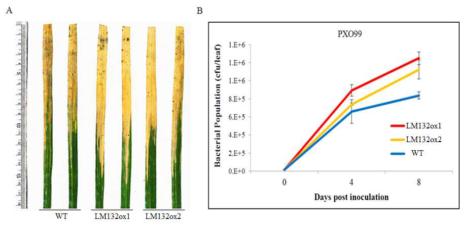 LM132 과발현 벼(LM132ox)의 흰잎마름병(PXO99) 균주의 접종 후 병 저항성 분석