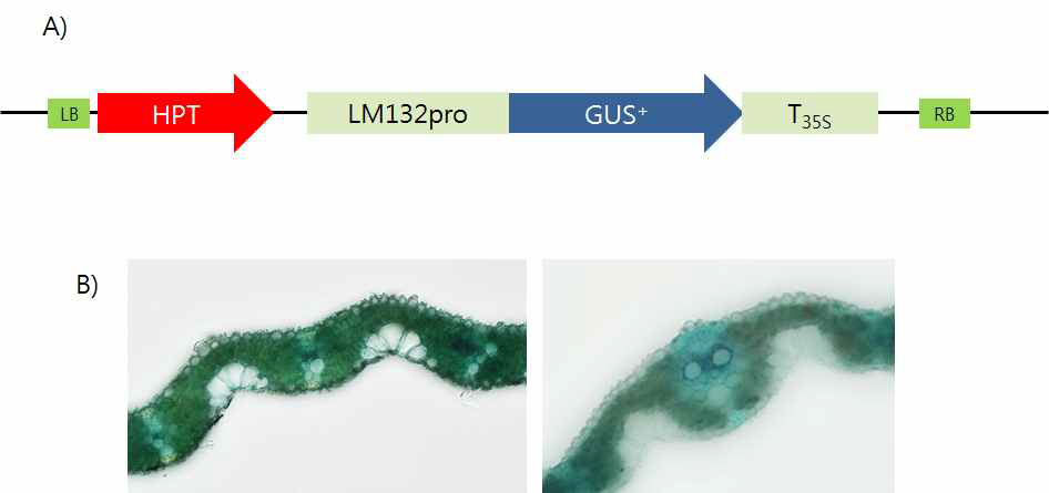 pLM132:GUS 벡터 제작(A) 및 형질전환 벼 잎의 GUS 발현분석(B)