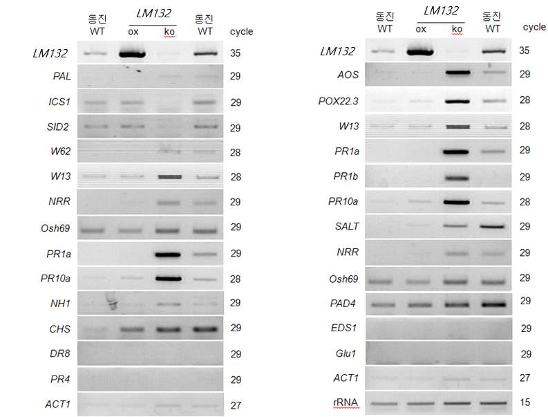 RT-PCR 분석을 이용한 LM132 돌연변이체(ko)와 과발현체(ox)에서 병 방어 유전자들의 발현변 화 확인