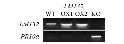 LM132 돌연변이에서의 PR10a 유전자의 발현 변화 분석