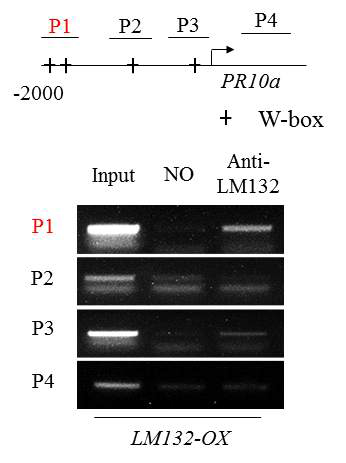 LM132과 PR10a 유전자의 promoter와의 결합을 Chip-PCR로 확인