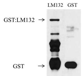 GST antibody를 이용하여 GST:LM132 단백질 생산을 확인함