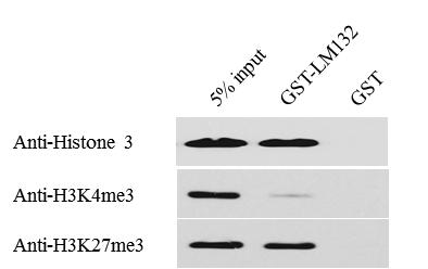 LM132의 PHD-C 단백질은 H3K27me3에 상대적으 로 강하게 결합함을 확인함