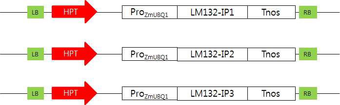 pZmUBQ:LM132-IP1, pZmUBQ:LM132-IP2, pZmUBQ:LM132-IP3의 모식도